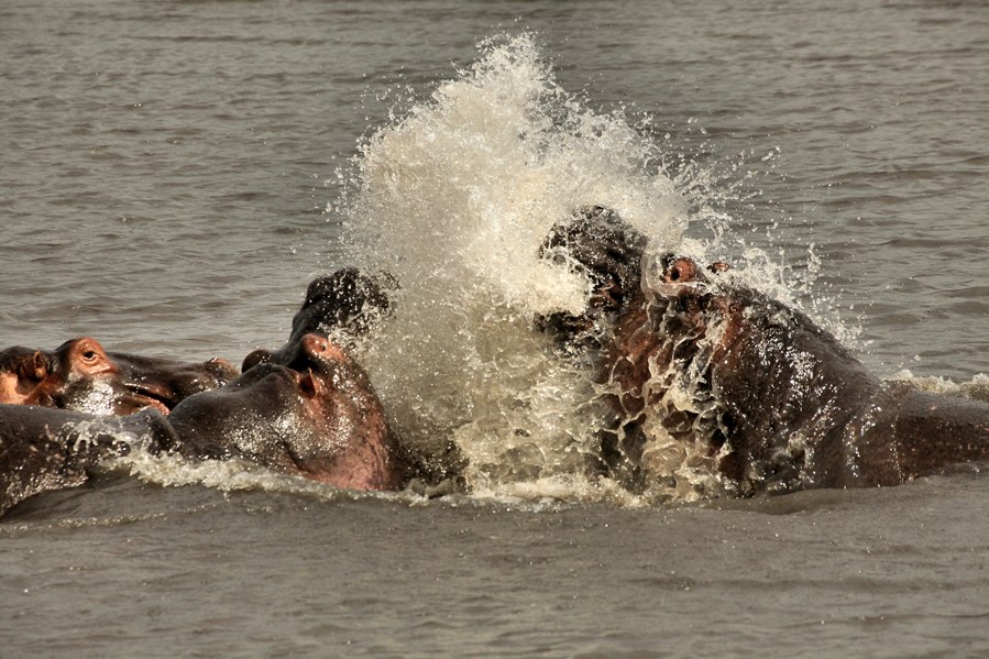 Navaha meer Kenia Nijlpaarden