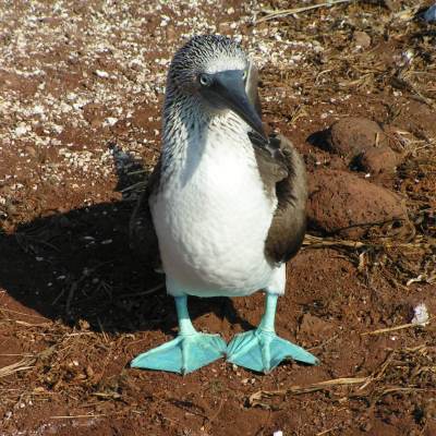 Rondreis Ecuador & Galapagos, 21 dagen