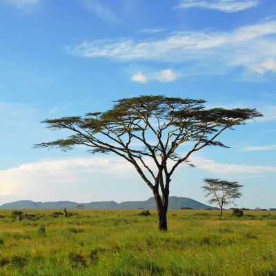 Rondreis Kenia & Tanzania, 18 dagen lodge/hotelreis