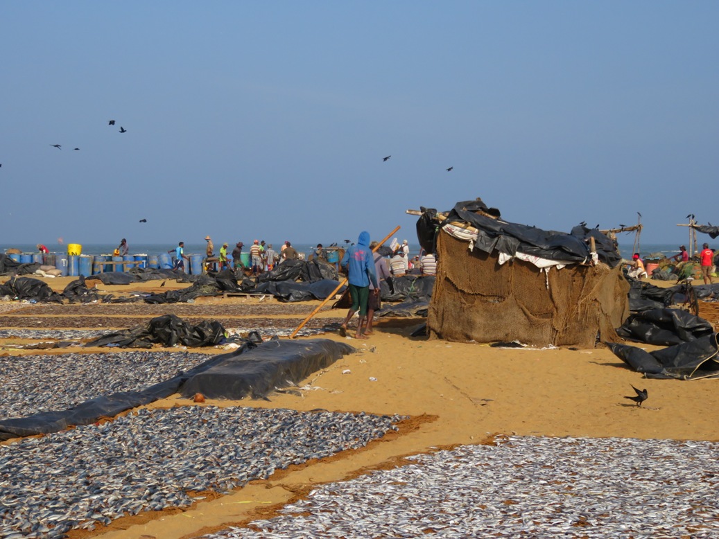 dag 12. Strand vissers Negombo