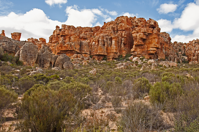 Bergfeynbos  Zuid-Afrika