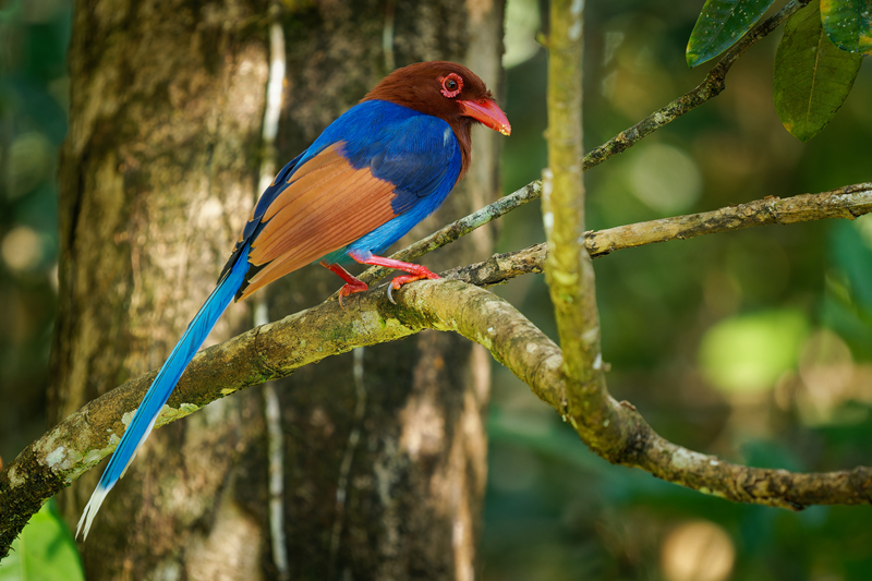 Blauwe Kitta Sri Lanka